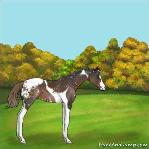 Horse Color:Liver Chestnut Sabino Tobiano Appaloosa 