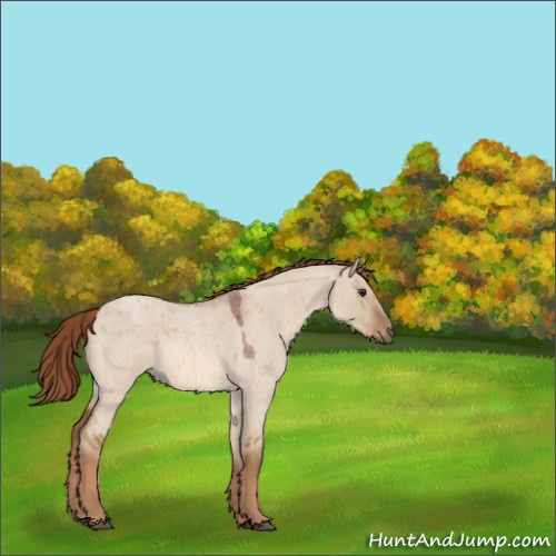 Horse Color:Red Dun Roan 