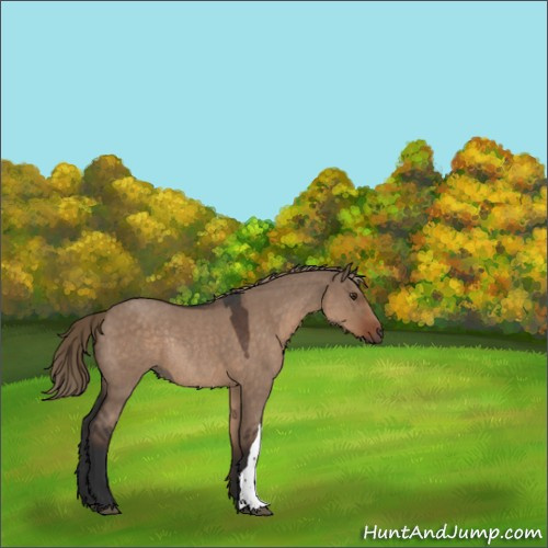 Horse Color:Liver Red Dun Roan Rabicano 