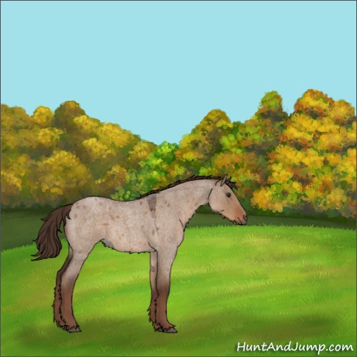 Horse Color:Liver Red Dun Roan Rabicano 