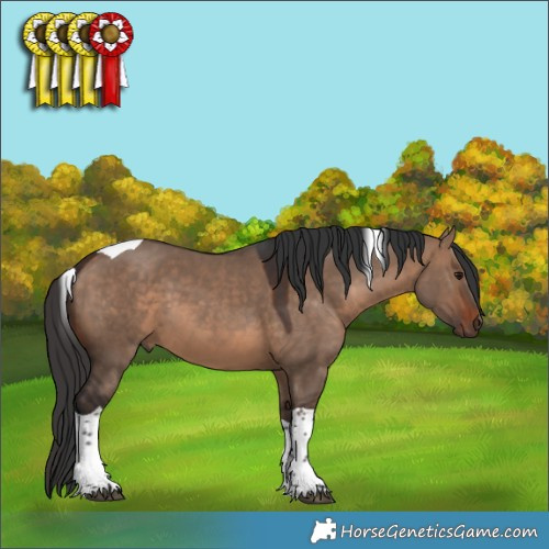 Horse Color:Brown Dun Tobiano 