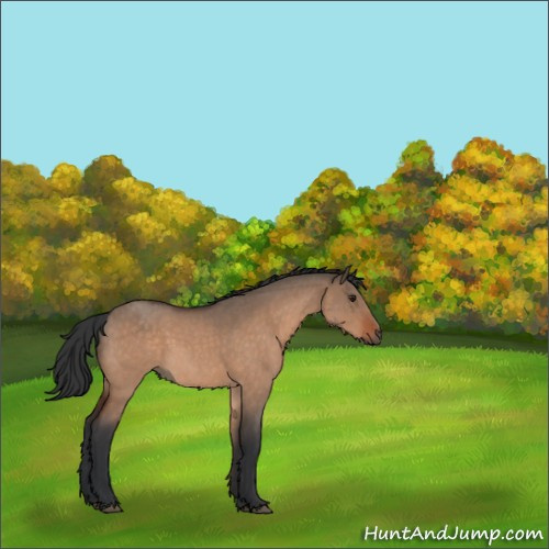 Horse Color:Brown Roan Dun 