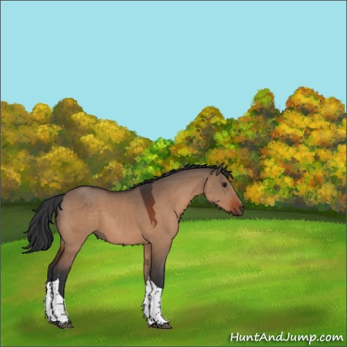 Horse Color:Brown Dun Tobiano Rabicano 