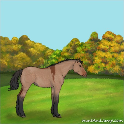 Horse Color:Brown Roan Dun Rabicano 