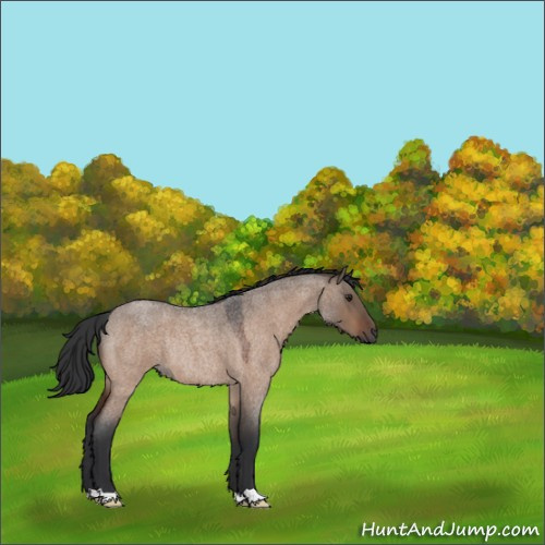 Horse Color:Brown Roan Dun Rabicano 