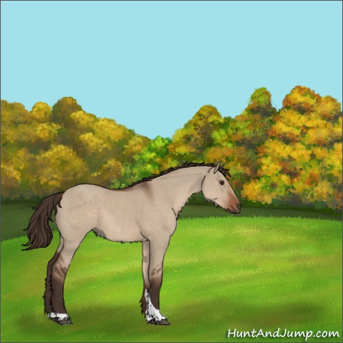 Horse Color:Liver Red Dun Tobiano 