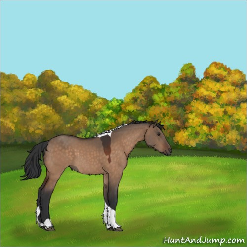 Horse Color:Brown Dun Tobiano 