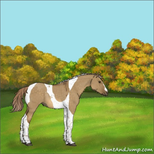 Horse Color:Chocolate Palomino Dun Tobiano Rabicano 