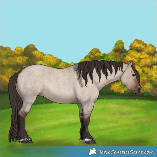 Horse Color:Liver Red Dun Roan 