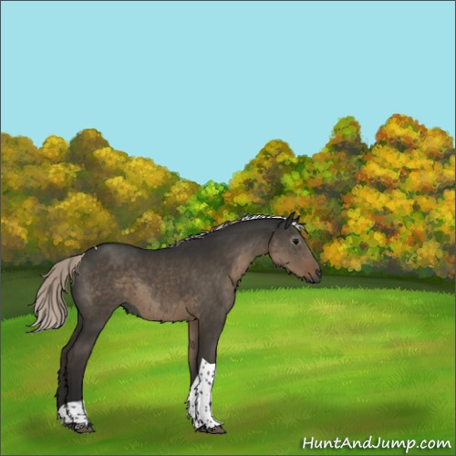 Horse Color:Gray Silver Grullo Tobiano Rabicano 