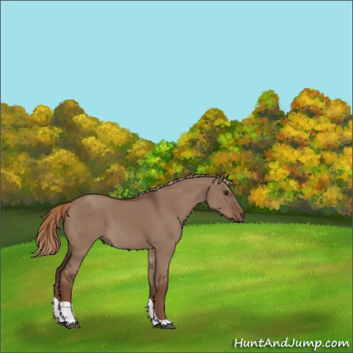 Horse Color:Liver Red Dun Tobiano Rabicano 