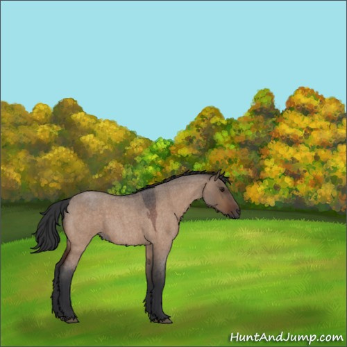 Horse Color:Brown Roan Dun Rabicano 