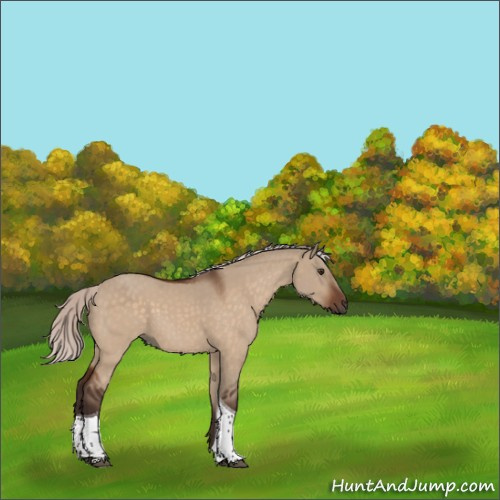 Horse Color:Silver Brown Dun Tobiano Rabicano 