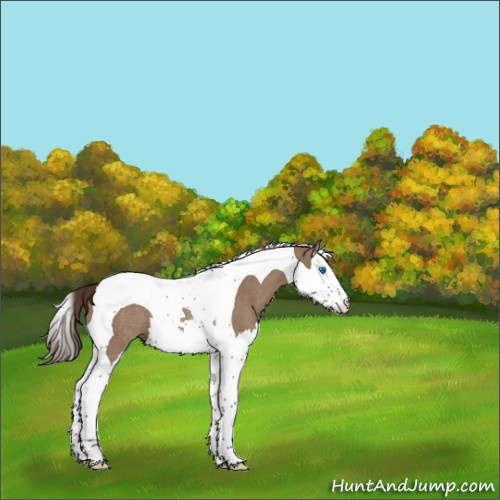 Horse Color:Liver Red Dun Splash Tobiano Rabicano 