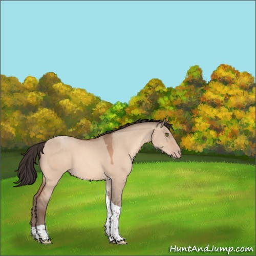 Horse Color:Sable Champagne Dun Tobiano 