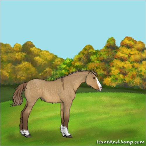 Horse Color:Chocolate Palomino Roan Dun Splash Tobiano Rabicano 