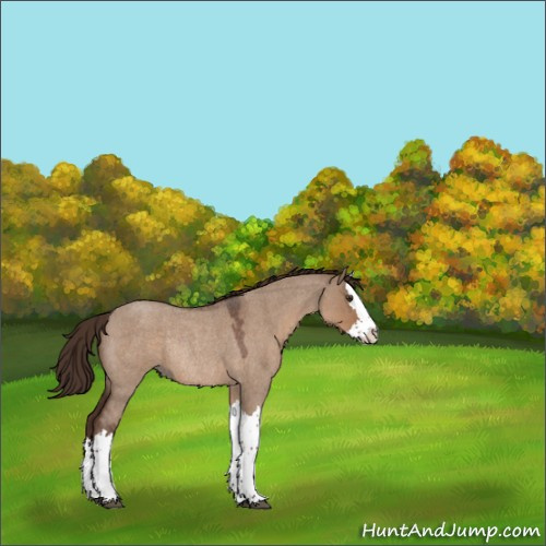Horse Color:Liver Red Dun Roan Splash Rabicano 
