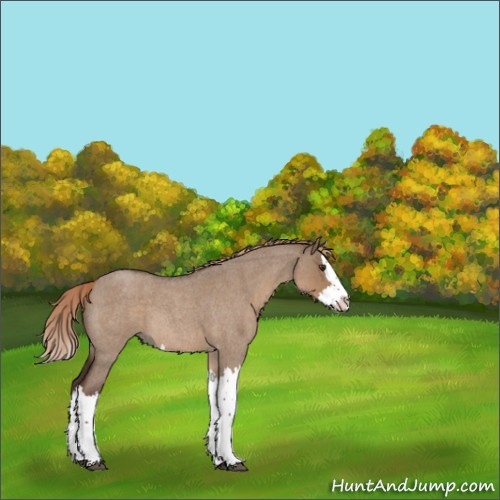 Horse Color:Liver Red Dun Roan Splash 