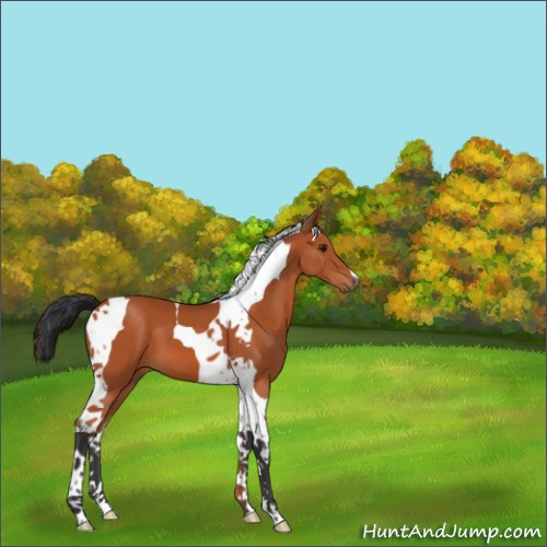 Horse Color:Brown Tobiano 