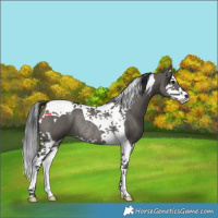 Horse Color:Grullo Splash Tobiano Rabicano 