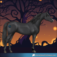 Horse Color:Black 