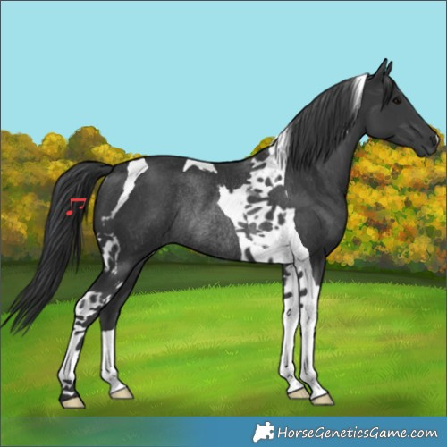 Horse Color:Black Tobiano Rabicano