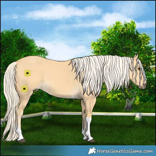 Horse Color:Palomino Dun Tobiano