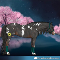 Horse Color:White Spotted Liver Chestnut Sabino 