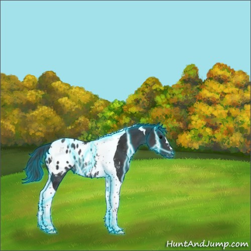 Horse Color:Thunderstruck Black Tobiano Appaloosa Rabicano 