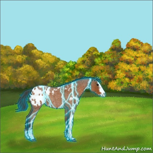 Horse Color:Thunderstruck Buckskin Roan Splash Appaloosa Rabicano 
