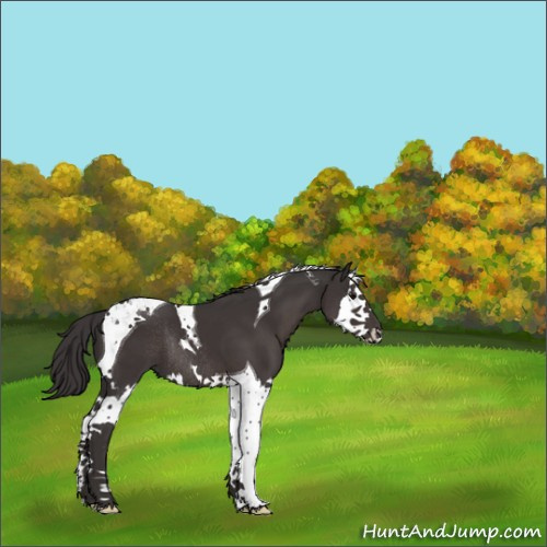 Horse Color:Smoky Black Splash Tobiano Rabicano 
