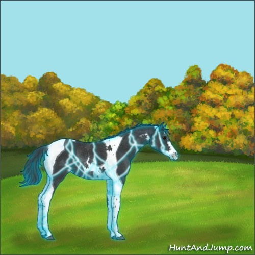 Horse Color:Thunderstruck Black Splash Tobiano Rabicano 