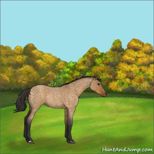 Horse Color:Buckskin Roan Dun Rabicano 