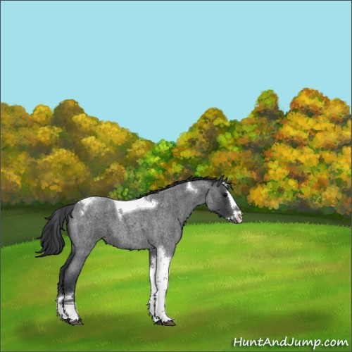 Horse Color:Blue Roan Splash Tobiano 
