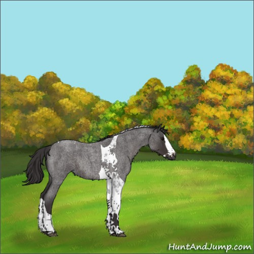 Horse Color:Smoky Blue Roan Splash Tobiano Rabicano 