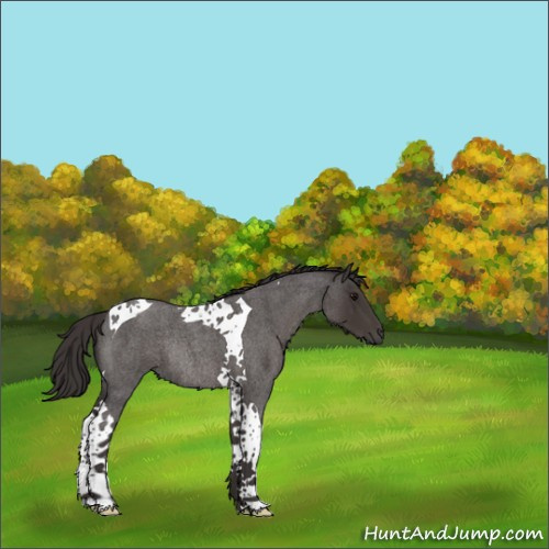 Horse Color:Smoky Blue Roan Tobiano Rabicano 