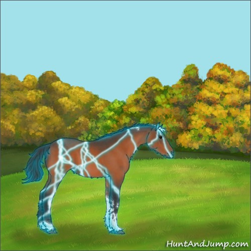 Horse Color:Thunderstruck Bay Tobiano 