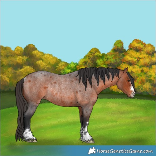 Horse Color:Bay Roan Rabicano 