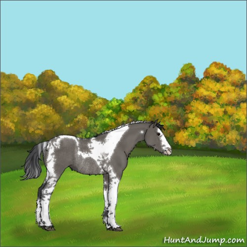 Horse Color:Grullo Splash Tobiano Rabicano 