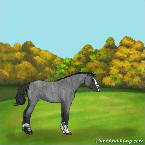 Horse Color:Blue Roan Splash 