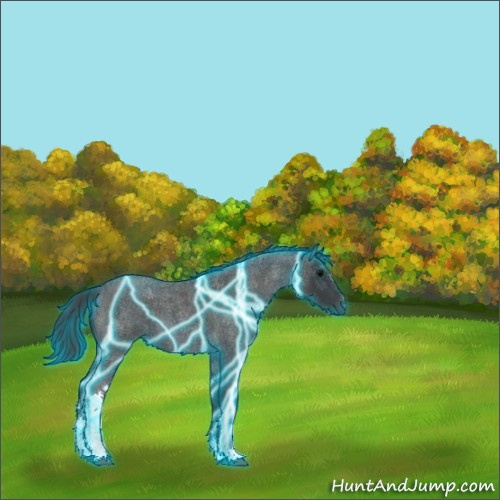 Horse Color:Thunderstruck Blue Roan 