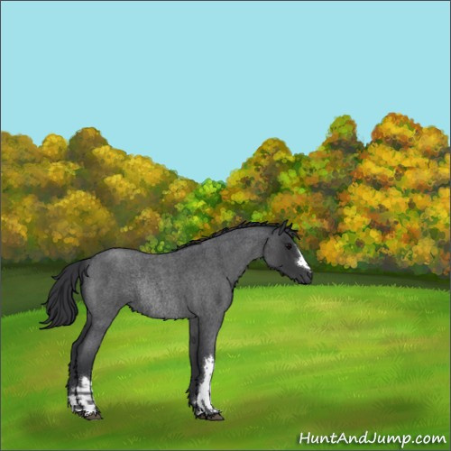 Horse Color:Blue Roan Rabicano 