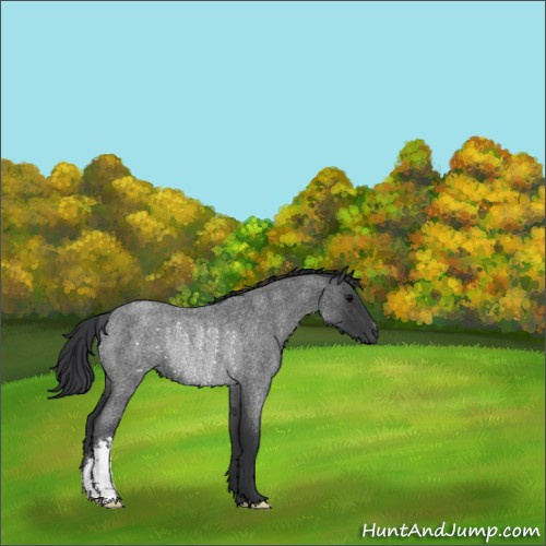 Horse Color:Blue Roan Rabicano 