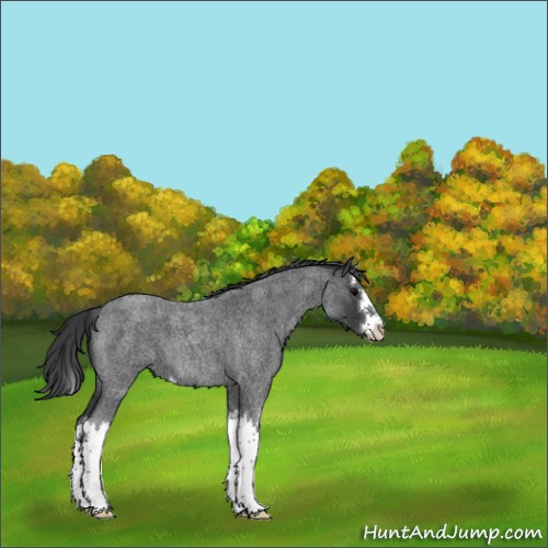 Horse Color:Blue Roan Splash 