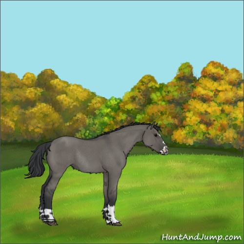 Horse Color:Grullo Roan Splash Rabicano 