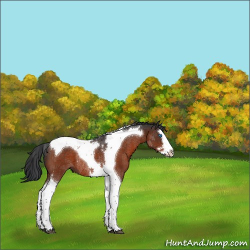 Horse Color:Brown Splash Tobiano Rabicano 