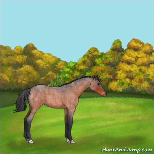 Horse Color:Bay Roan 
