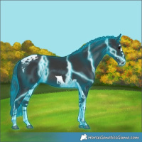 Horse Color:Thunderstruck Black Splash Tobiano