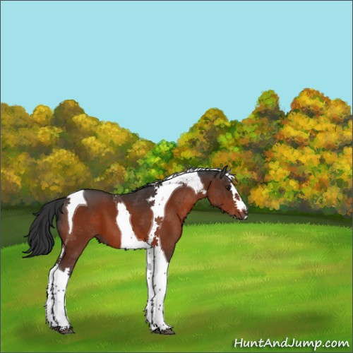 Horse Color:Brown Splash Tobiano 