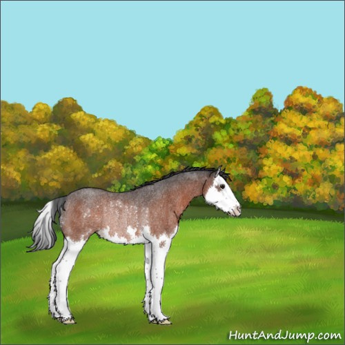 Horse Color:Brown Roan Splash Rabicano 